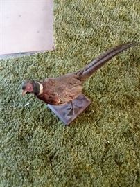 Pheasant