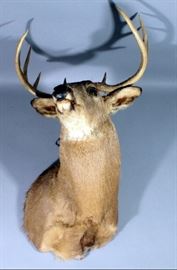 Deer Shoulder Mount With 10 Point Rack