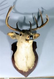 Deer Head Mount With 10 Point Rack