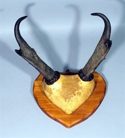 Antelope Pronghorn Rack Approx 8.5"L With Good Prongs On Leather Mount