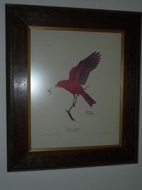 Framed Ray Harm picture 1963 Summer Tanager