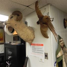Dahl sheep mount, pheasant mount, coon skin.   