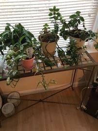 Wrought iron table with glass top  and House plants