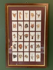 Framed collection of 1930’s John Player & Sons cigarette cards  
