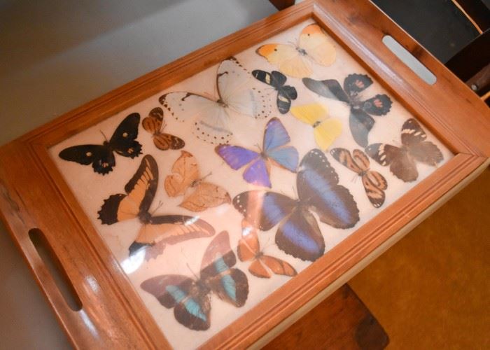 Taxidermy Butterfly Serving Tray