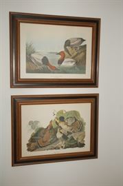 Water fowl pictures/ Audubon