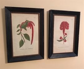 Amaranthus Candatus No. 89 (left) & Amaranthus Panniculis Coccineis Latissimis No. 86 (right)