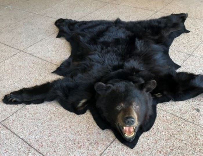 High quality black bear rug