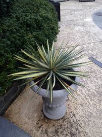 One of several potted plants
