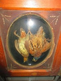 Victorian framed taxidermy of two quail