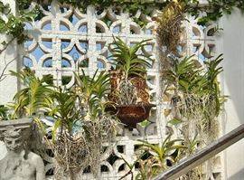 Orchids from the Garden of David Wolkowsky (Mr. Key West) offered by Susie's Key West Estate Sales