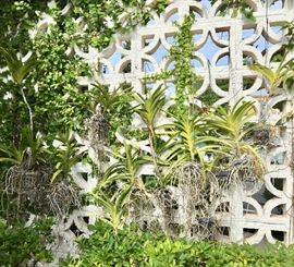 Orchids from the Garden of David Wolkowsky (Mr. Key West) offered by Susie's Key West Estate Sales