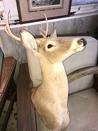Taxidermy mounted Whitetail buck head