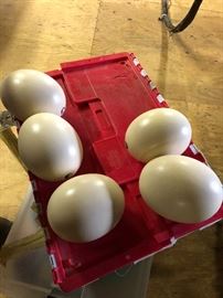 Let go my ostrich eggo 