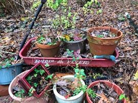 Radio Flyer wagon