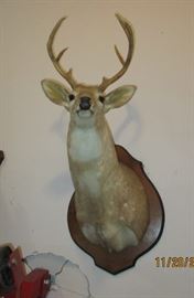 deer head taxidery