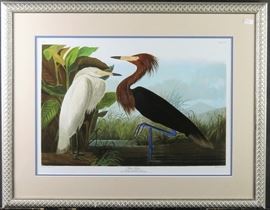 Blue Heron/Purple Crane by J Audubon