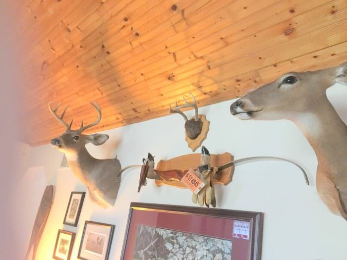 More Deer mounts and antlers