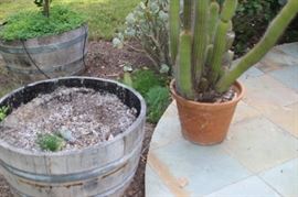 Barrel planter, cacti.
