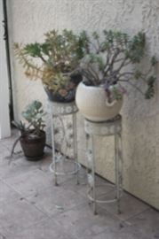 Succulents and plant stands.