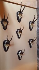 7 Resin mounted antlers