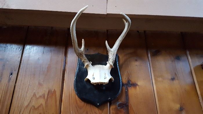 mounted antlers