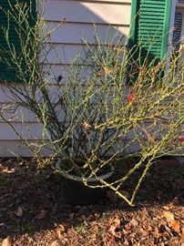 Mature Rose Bush in planter