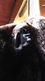 Sheared beaver? full lenth fur coat. Slight tear in shoulder