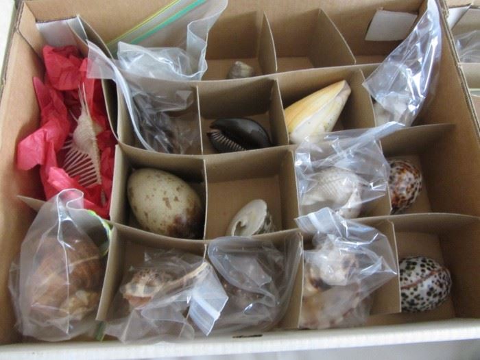 Large Sea Shell Collection- labeled, some on stands