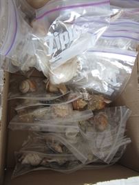 Large Sea Shell Collection- labeled, some on stands