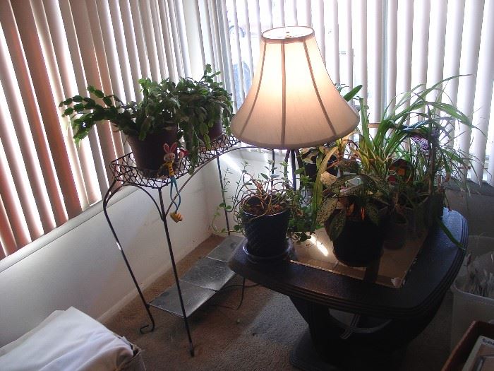 live house plants that need a new home and some TLC