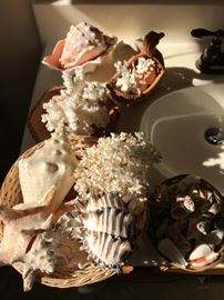 Shell and Coral Collection