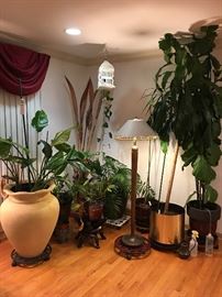 Plants, Lamps, Over-sized Flowerpots 