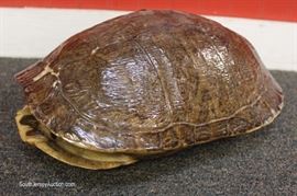  Turtle Shell

approximately 11 ½” x 9”

Located Inside – Auction Estimate $50-$100 