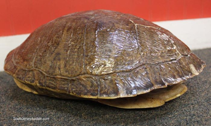  Turtle Shell

approximately 11 ½” x 9”

Located Inside – Auction Estimate $50-$100 