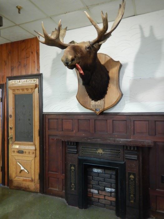 MOUNTED TAXIDERMY-OTHERS AVAILABLE