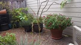 Wonderful Garden Plants, Pots and More