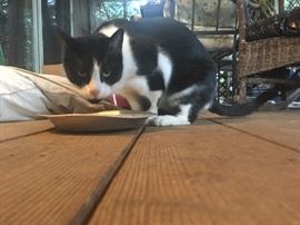 kitties looking for their forever home, Tommy Boy