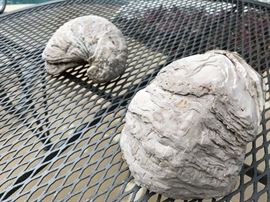 Exogyra. $18/each large. $7.50/each small.