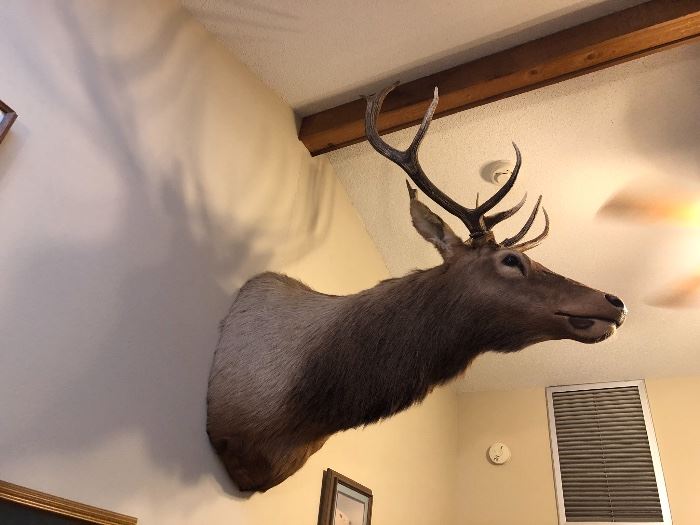 Elk should mount from Montana 
