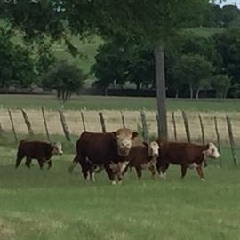 Starter herd of mini Herefords bull, steer and 2 heifers