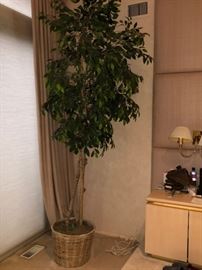 Ficus Tree