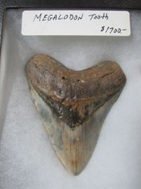 1 of 2 Megalodon Sharks Teeth