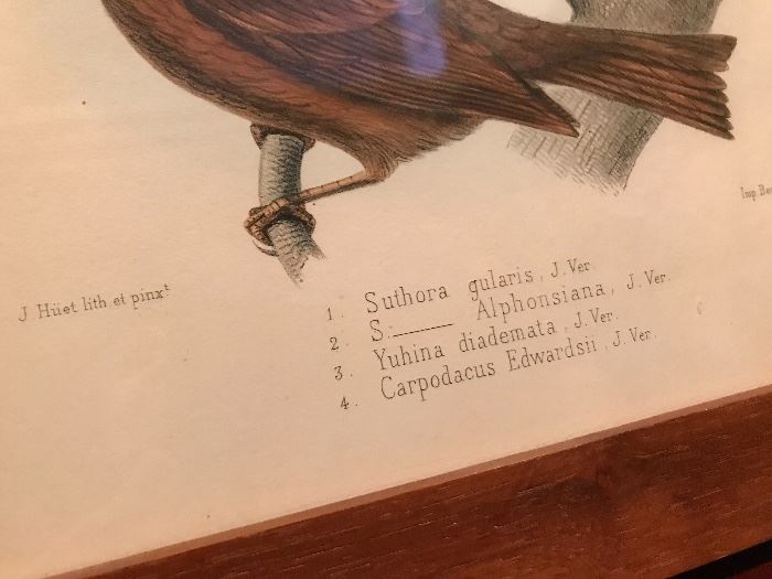 "Nouvelles archives du Muséum" Species Inscribed below with J Huet pinx - Paris