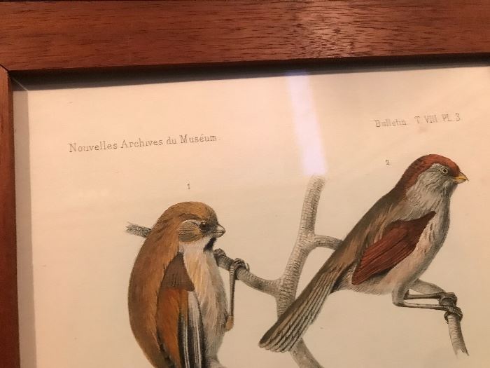 "Nouvelles archives du Muséum" Species Inscribed below with J Huet pinx - Paris