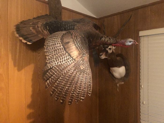 In flight Wild turkey mount