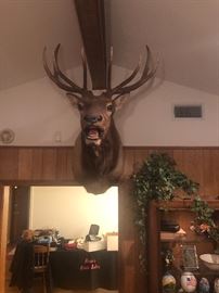Very large Elk shoulder mount