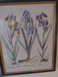 Vintage botanical prints