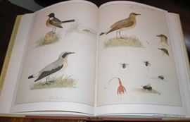pictures from Scottish Naturalist