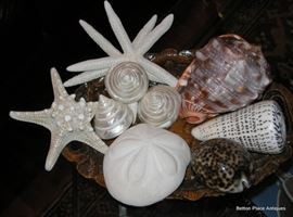 Shells and Coral yet to come